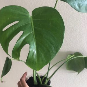 Monstera Deliciosa Plant